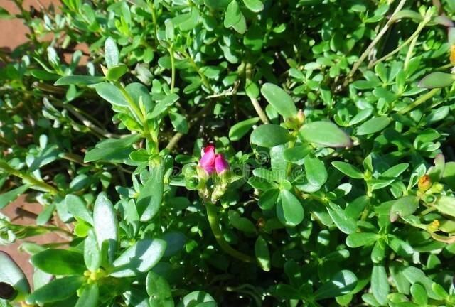 削好的马蹄怎么保存不变色,马蹄肉怎样保鲜长其不变色?图8