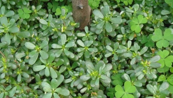 削好的马蹄怎么保存不变色,马蹄肉怎样保鲜长其不变色?图6