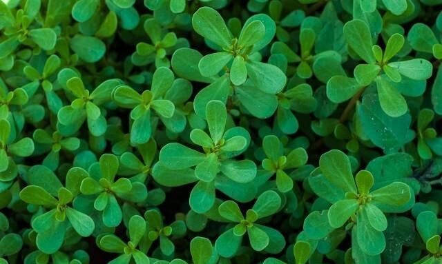 削好的马蹄怎么保存不变色,马蹄肉怎样保鲜长其不变色?图5