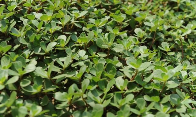 削好的马蹄怎么保存不变色,马蹄肉怎样保鲜长其不变色?图3