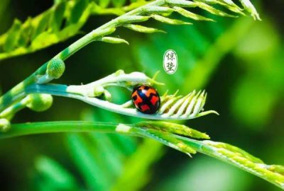 ​惊蛰是几月几号,惊蛰是几月几号