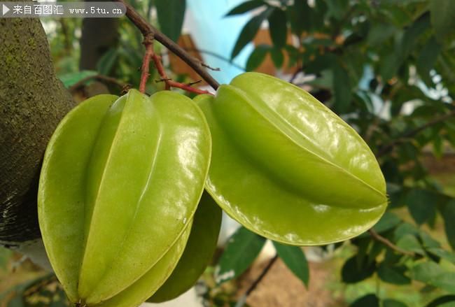 杨桃怎样才算熟了