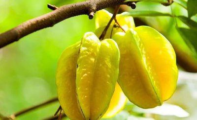 ​杨桃青的好还是黄的好,怎样挑选杨桃才好吃