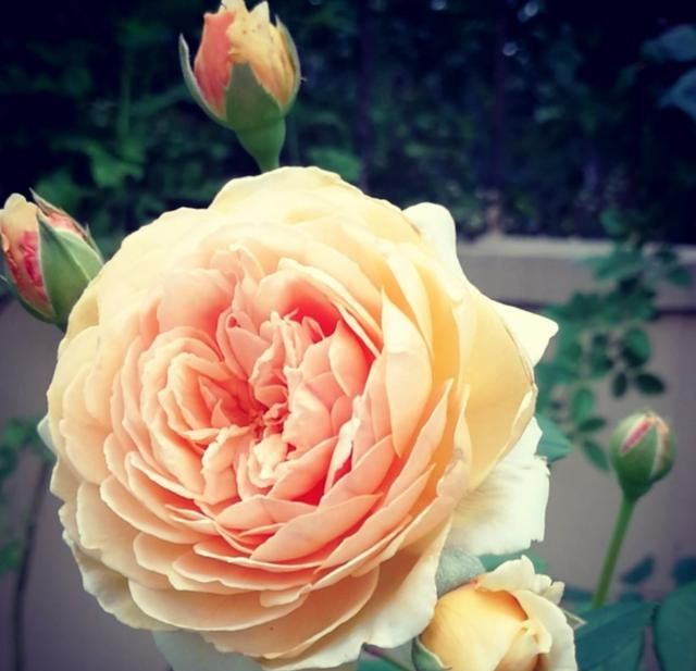 黑咖啡的功效与作用，黑咖啡为什么好喝？图4