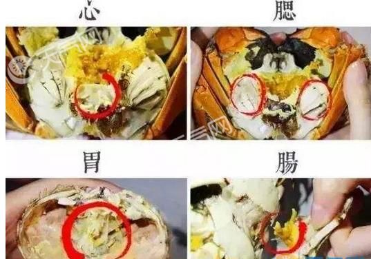 如何挑螃蟹看两边最简单方法