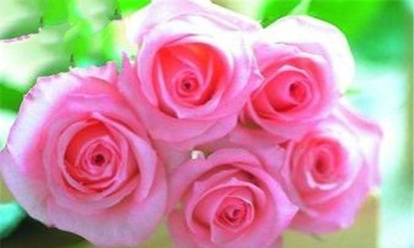 玫瑰花茶怎样保存,玫瑰花干了不舍得扔,怎么保存?图6