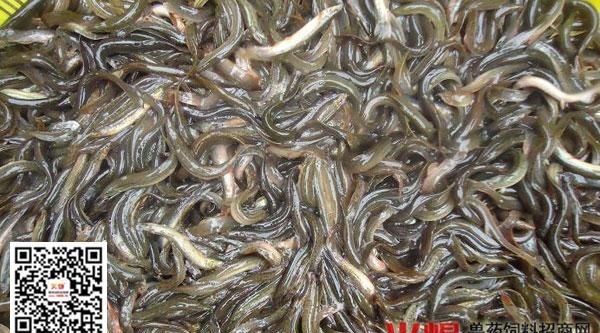 泥鳅吃什么 如何喂养：泥鳅吃什么怎么养