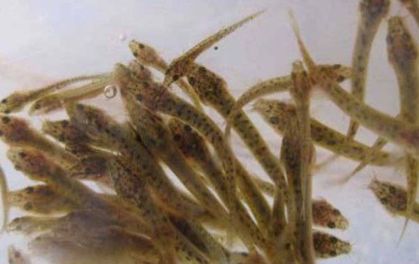 泥鳅吃什么 如何喂养,泥鳅吃什么食物图4