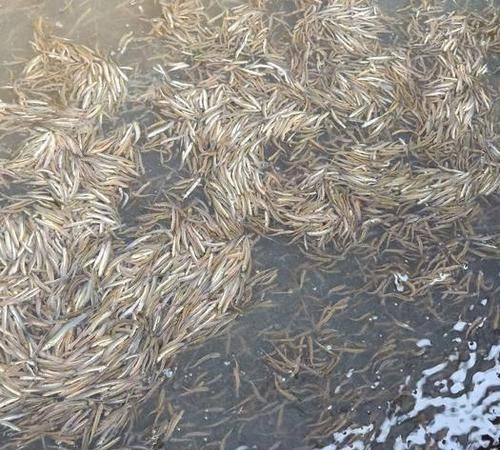 泥鳅吃什么 如何喂养：泥鳅怎么养吃什么