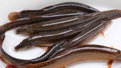 ​泥鳅吃什么 如何喂养,泥鳅吃什么食物