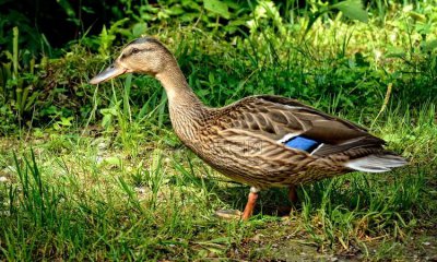 ​野鸭是几级保护动物，鸳鸯鸭是几级保护动物？