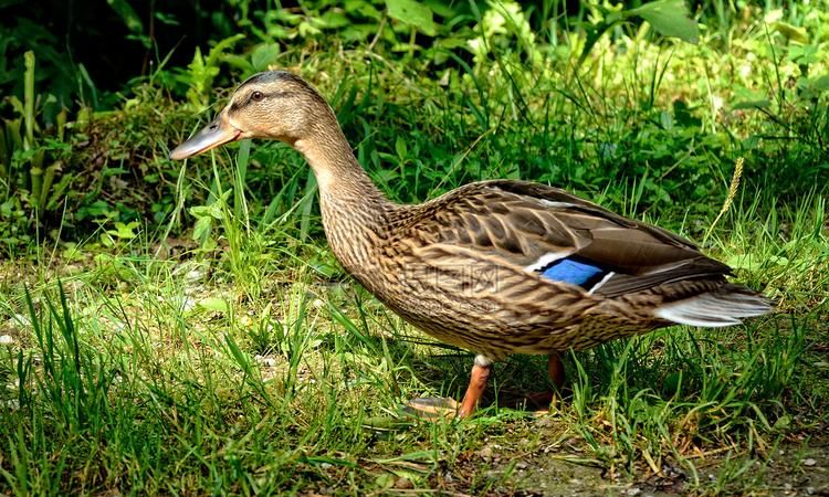 鸳鸯鸭是几级保护动物