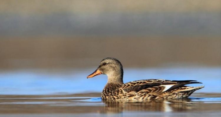 野鸡野鸭野兔是几类保护动物