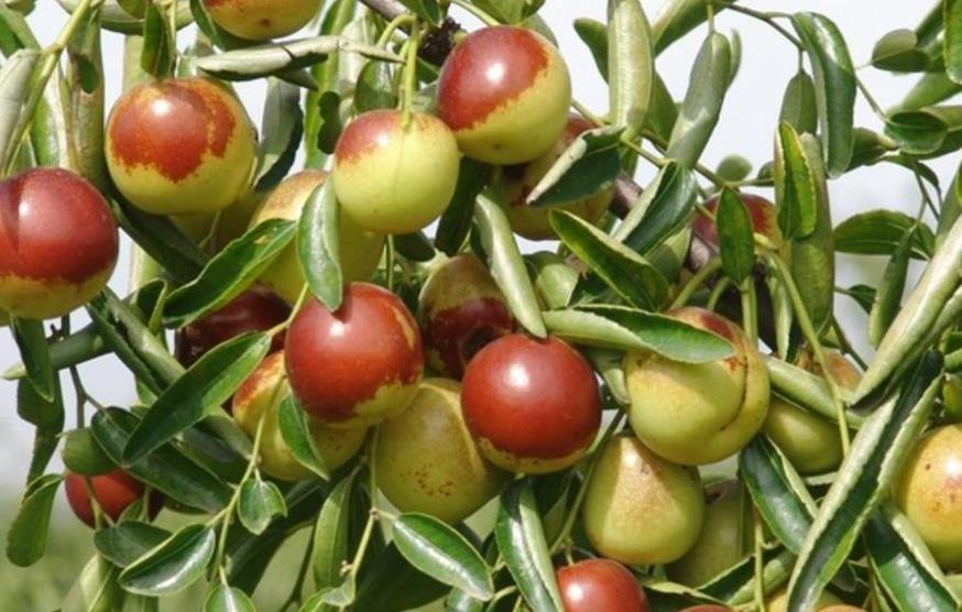 黄骅市属于哪个市(河北黄骅市属于哪个市)