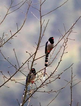 呼朋唤友的意思和造句