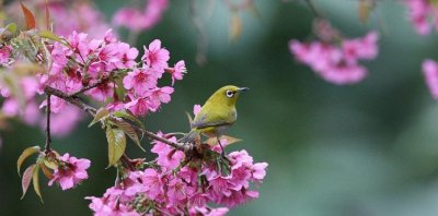 ​枝头唤友寓意,枝头求友下一句