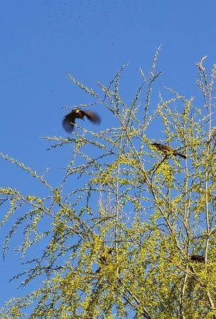 枝头唤友是什么时候的瓷器