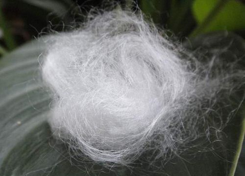 植物棉和全棉有何区别