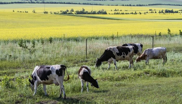欢乐斗牛大小顺序排列，什么是五小牛，什么是五花牛