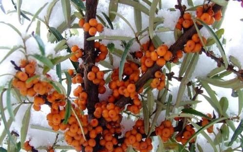 沙棘果和雪菊能一起泡吗