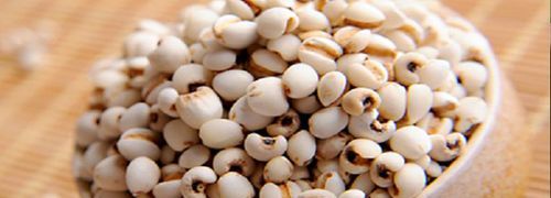 薏米里面长出的是什么虫子