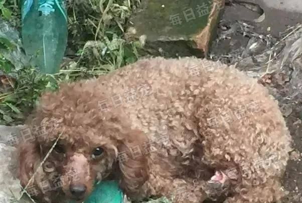 不见天日打一动物是什么