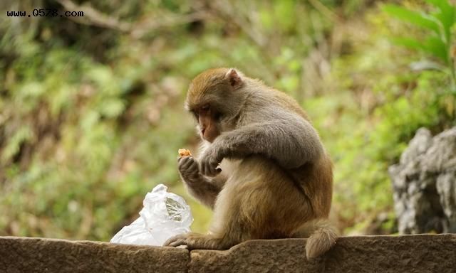 什么动物看不见静止的东西