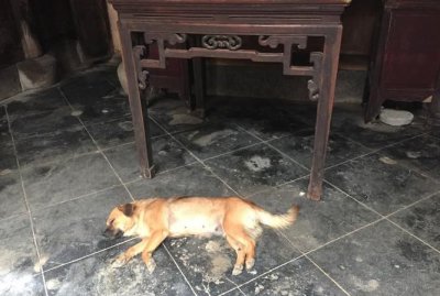 ​不见天日打一动物,暗无天日打一动物数字