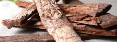 ​树皮能吃,树皮能吃吗