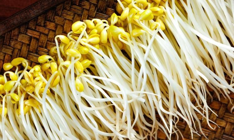 黄豆芽的豆瓣上又长了小芽能吃吗