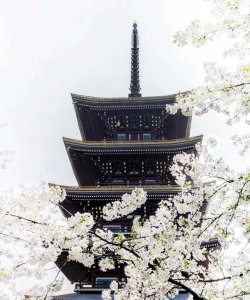 ​武汉樱花什么时候开，武汉华农樱花什么时候开？