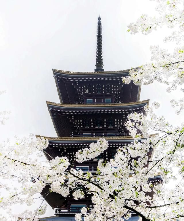 武汉樱花什么时候开,武汉华农樱花什么时候开?图1