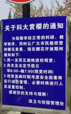 武汉樱花什么时候开,武汉华农樱花什么时候开?图4