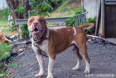 ​什么狗能打败藏獒(藏獒害怕什么狗)