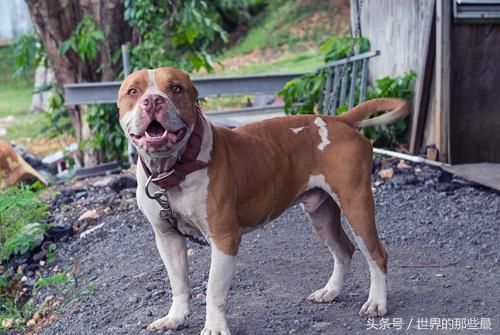 什么狗能打败藏獒(藏獒害怕什么狗)-第1张图片-