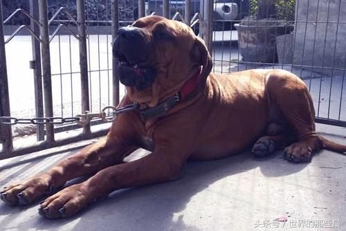 什么狗能打败藏獒(藏獒害怕什么狗)-第2张图片-