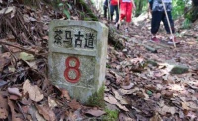 ​普洱茶是一种什么茶?？普洱茶是一种什么茶类