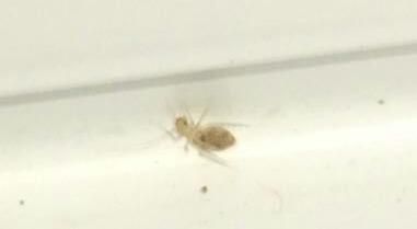 家里最近有很多小飞虫可以用杀虫剂吗