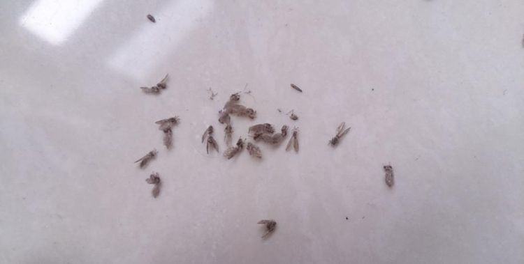 冬天家里有小飞虫是什么原因,冬天家里总是有小飞虫怎么回事