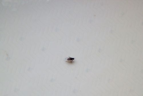 冬天家里窗台上有很多小飞虫