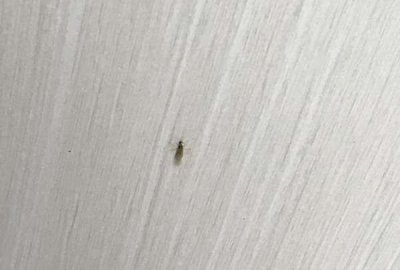 ​冬天家里有小飞虫是什么原因,冬天家里总是有小飞虫怎么回事