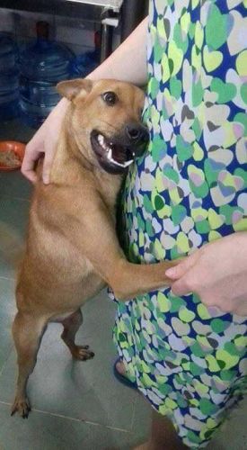 狗狗可以吃番石榴吗泰迪(狗狗可以吃番石榴果肉吗)-第3张图片-