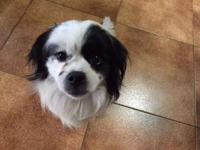 ​狗狗可以吃番石榴吗泰迪(狗狗可以吃番石榴果肉吗)