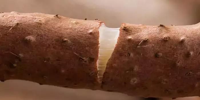 山药变软怎么回事