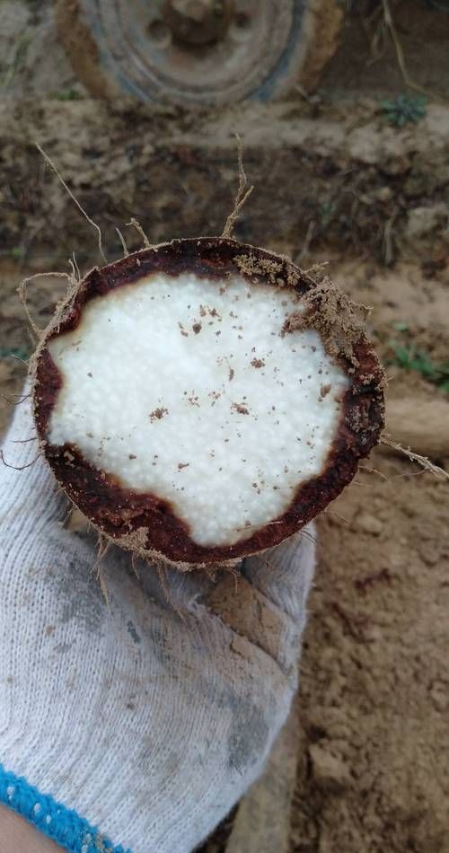 铁棍山药变质什么样