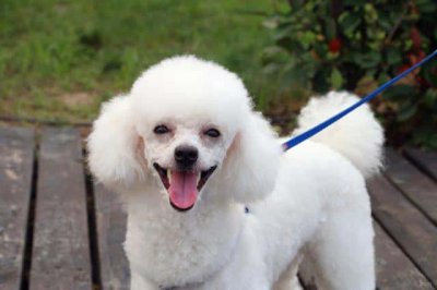 ​宠物狗狗免费领养（贵宾犬多少钱一只-）