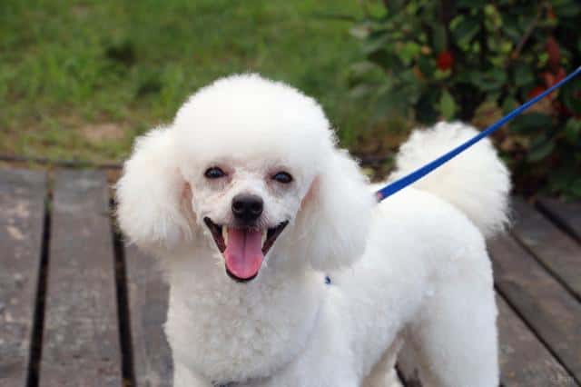 宠物狗狗免费领养（贵宾犬多少钱一只-）