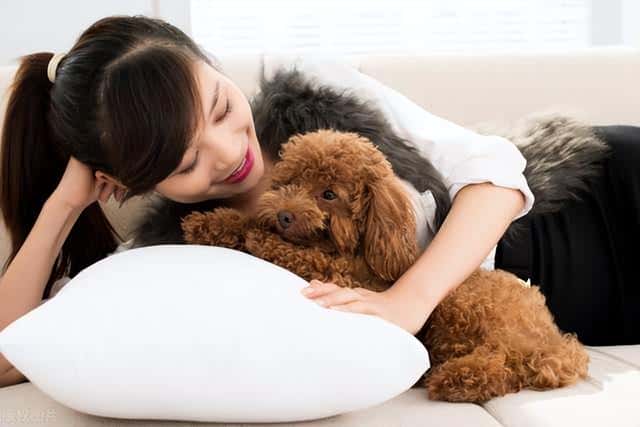 宠物狗狗免费领养（贵宾犬多少钱一只-）