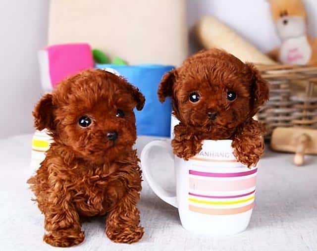 宠物狗狗免费领养（贵宾犬多少钱一只-）