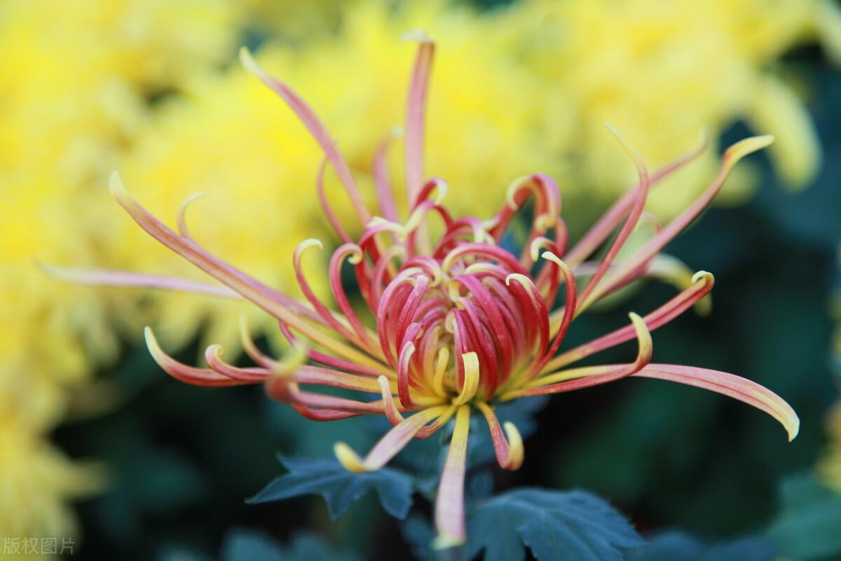 江苏省苏州市张家港市属于哪个区（张家港在哪个省哪个地方）